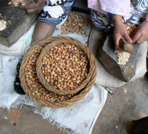 cinq plantes cachées dans notre quotidien cinq plantes cachées dans notre quotidien