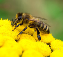 abeilles et autres pollinisateurs : ces petites créatures très actives dont la contribution à la bonne santé de la planète et à nos conditions de vie est précieuse abeilles et autres pollinisateurs : ces petites créatures très actives dont la contribution à la bonne santé de la planète et à nos conditions de vie est précieuse