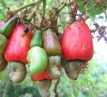 nigéria : comment la biotechnologie peut transformer les déchets de noix de cajou en acide citrique nigéria : comment la biotechnologie peut transformer les déchets de noix de cajou en acide citrique