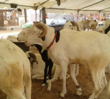 tabaski 2022 : dakar se met déjà aux décors de la fête du mouton
