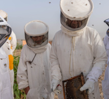 les apiculteurs marocains se donnent pour mission de sauver l’abeille jaune saharienne les apiculteurs marocains se donnent pour mission de sauver l’abeille jaune saharienne