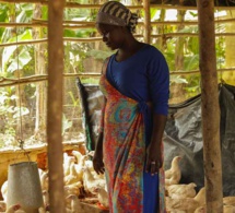 agro-industrie : la côte d'ivoire lance un projet gigantesque à fort impact économique et social