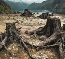 le forum économique mondial lance un rapport alarmant sur la déforestation le forum économique mondial lance un rapport alarmant sur la déforestation