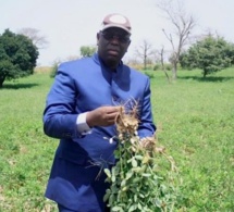 campagnes de commercialisation 2022-2023 : l’état sénégalais invité à restaurer d'urgence la capacité d’endettement des opérateurs privés auprès des banques locales campagnes de commercialisation 2022-2023 : l’état sénégalais invité à restaurer d'urgence la capacité d’endettement des opérateurs privés auprès des banques locales