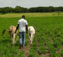 histoire : réussir chez soi, au sénégal histoire : réussir chez soi, au sénégal