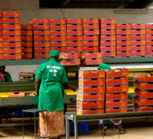 casamance, sud sénégal : création d'une zone de transformation agro-industrielle pour développer la valeur ajoutée des produits de la récolte casamance, sud sénégal : création d'une zone de transformation agro-industrielle pour développer la valeur ajoutée des produits de la récolte