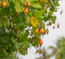 agriculture, senegal : la filière anacarde fait un chiffre d'affaires de 54 milliards francs cfa en 2021 agriculture, senegal : la filière anacarde fait un chiffre d'affaires de 54 milliards francs cfa en 2021