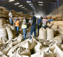 campagnes de commercialisation agricole 2022-2023 sénégal : grande inquiétude sur la faiblesse de la collecte...arachides sous fond de menace des campagnes de production 2023