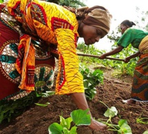 selon la fao, l’accès des femmes à l’égalité dans les systèmes agroalimentaires pourrait stimuler l’économie mondiale à hauteur de 1 000 milliards d’USD et faire baisser le nombre de personnes touchées par l’insécurité alimentaire de 45 millions