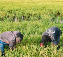 sénégal : un rapport de l'ocde relève le rôle des partenariats public-privé dans l’augmentation de la valeur ajoutée de la production rizicole sénégal : un rapport de l'ocde relève le rôle des partenariats public-privé dans l’augmentation de la valeur ajoutée de la production rizicole