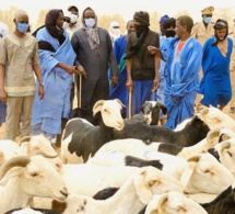 mauritanie : le gouvernement s'accorde avec la banque africaine de développement pour développer l'élevage