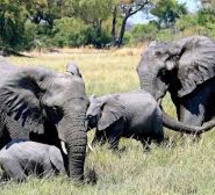 agriculture : l'union européenne fait un bon geste en faveur de la conservation de la faune sauvage et de la sécurité alimentaire agriculture : l'union européenne fait un bon geste en faveur de la conservation de la faune sauvage et de la sécurité alimentaire