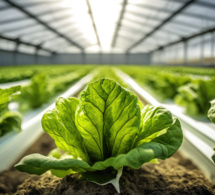 l'estomac de l'afrique est vide et la faim augmente l'estomac de l'afrique est vide et la faim augmente