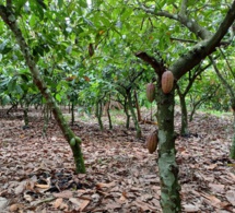 côte d’ivoire-ghana : une filière cacao plus juste et durable avec le drd ?