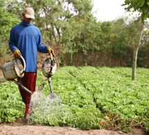 diourbel, les caractéristiques d’une agriculture en régression