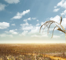 changement climatique : un rapport alarmant à l’échelle de l’afrique prévoit une perte de 30 % des récoltes et 50 millions de personnes sans eau