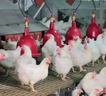 industrie : une autre razzia sur nos pépites industrie : une autre razzia sur nos pépites