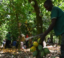 la récolte principale de cacao de la côte d'ivoire devrait commencer tôt, selon les agriculteurs la récolte principale de cacao de la côte d'ivoire devrait commencer tôt, selon les agriculteurs