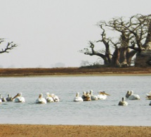 Ecotourisme: à la découverte de la réserve naturelle communautaire de Palmarin Ecotourisme: à la découverte de la réserve naturelle communautaire de Palmarin