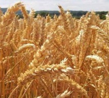 Production estimée à la baisse, mais maintien des stocks mondiaux Production estimée à la baisse, mais maintien des stocks mondiaux