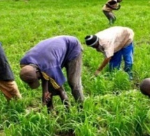 L’agriculture, levier performant du Plan Sénégal Emergent L’agriculture, levier performant du Plan Sénégal Emergent