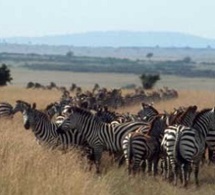 Parcs et réserves en Afrique, une richesse inestimable pour le tourisme