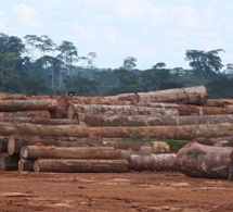 Enquête sur les investissements du groupe Bolloré dans des plantations africaines