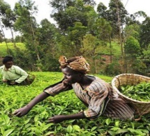 Omc : le comité de l’agriculture surveillera la mise en œuvre de la décision de Nairobi