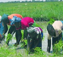 17 millions de tonnes supplémentaires de riz décortiqué seront nécessaire à l’Afrique