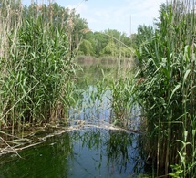 Sénégal : le Typha, du fléau écologique à solution énergétique