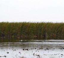 Non à la mort programmée du fleuve Sénégal et de ses affluents